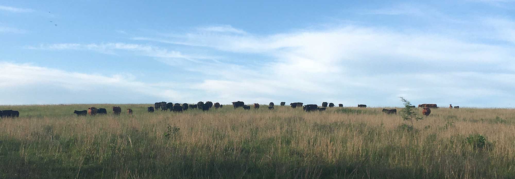 Cows in tall grass